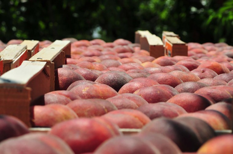 Some 12,000 tons of peaches and nectarines on Wednesday remained in refrigerators in Imathia – one of seven prefectures affected by the Russian food embargo – with another 13,000 tons of fruit remaining unpicked due to a flood of canceled deliveries.