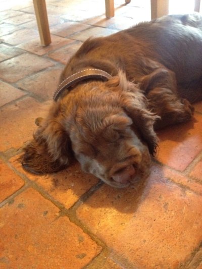 10590491_10203956793293590_6712465464439155762_n